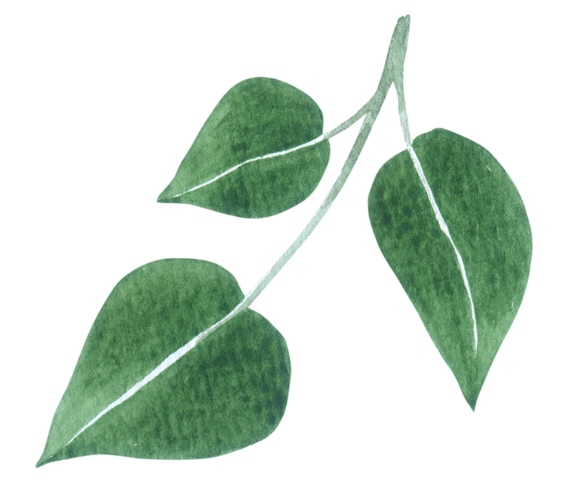 Green Leaf watercolor png