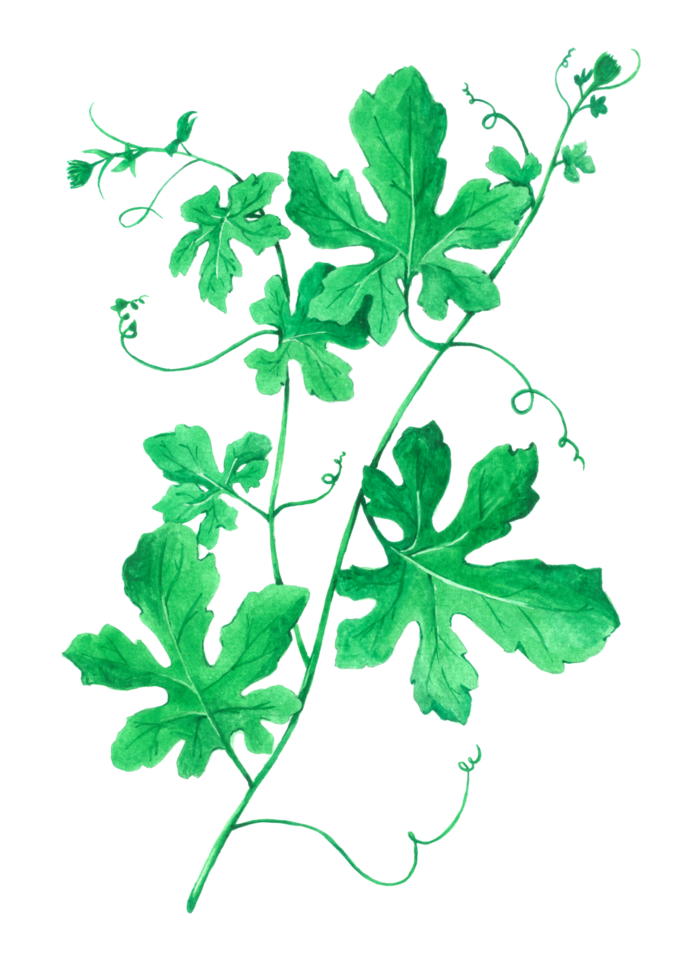 Green Leaf watercolor png
