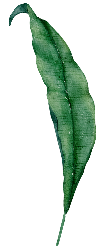 Leaf Element watercolor png