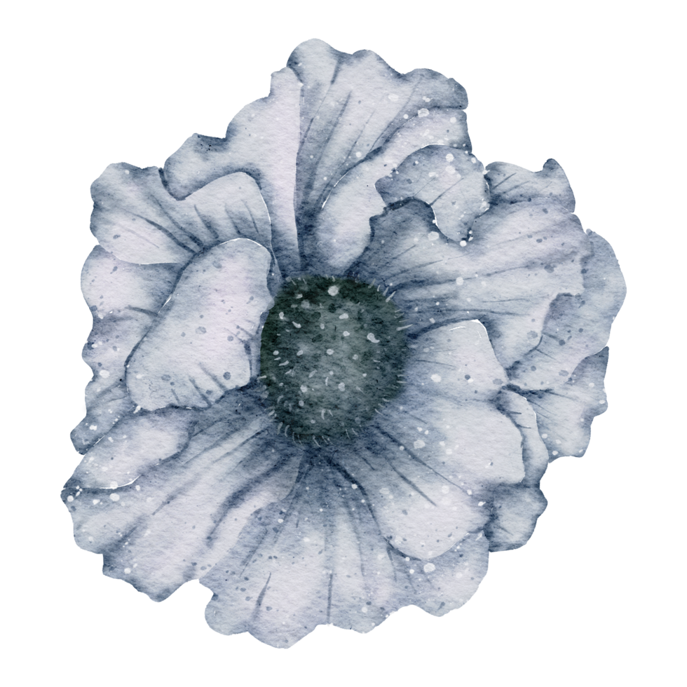 aquarelle de fleur d'anémone png