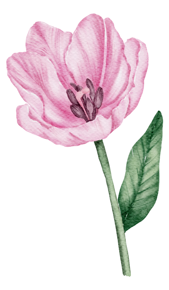 tulipán flor acuarela png