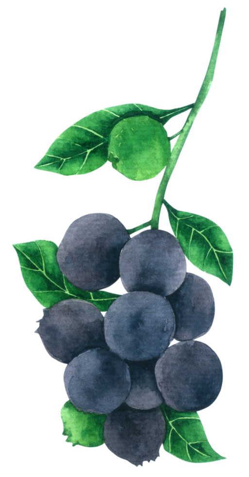 Blueberry watercolor hand paint png