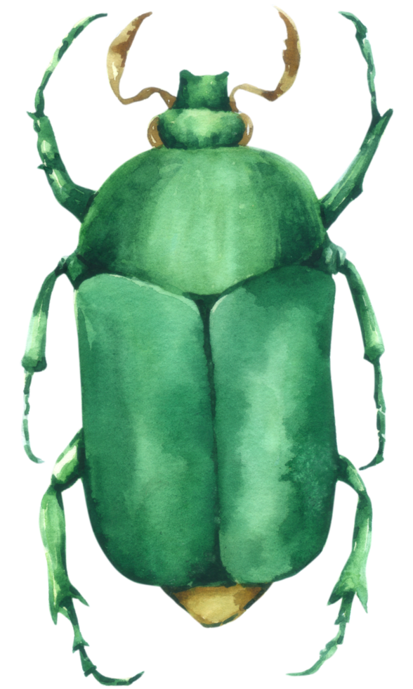 insecto acuarela pintura a mano png