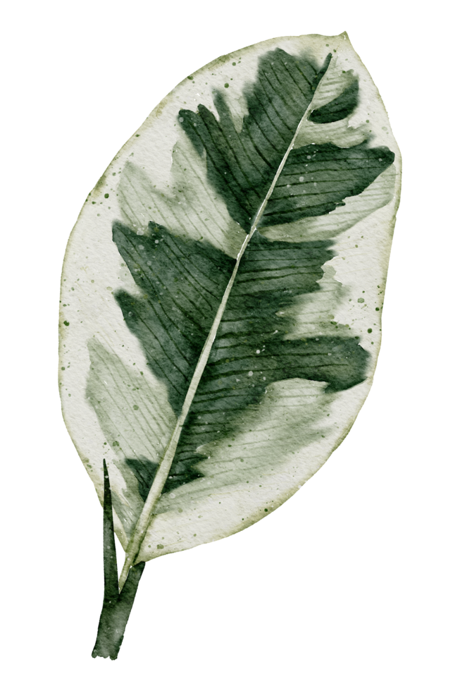 Leaf Element watercolor png