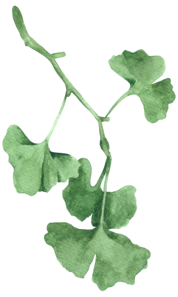 grönt blad element vattenfärg png