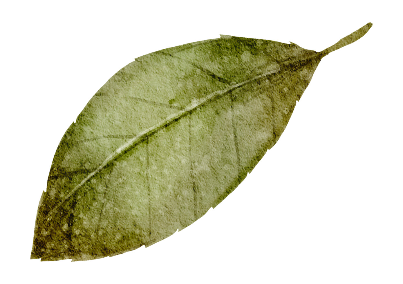 Green Leaf Element watercolor png