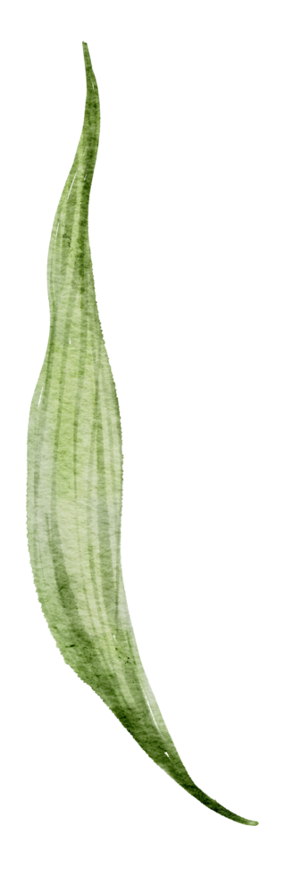 Green Leaf Element watercolor png