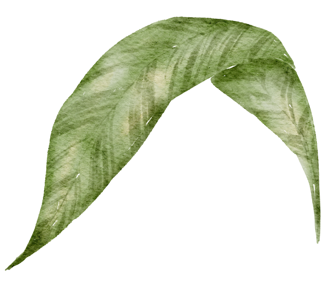 blad element akvarell png