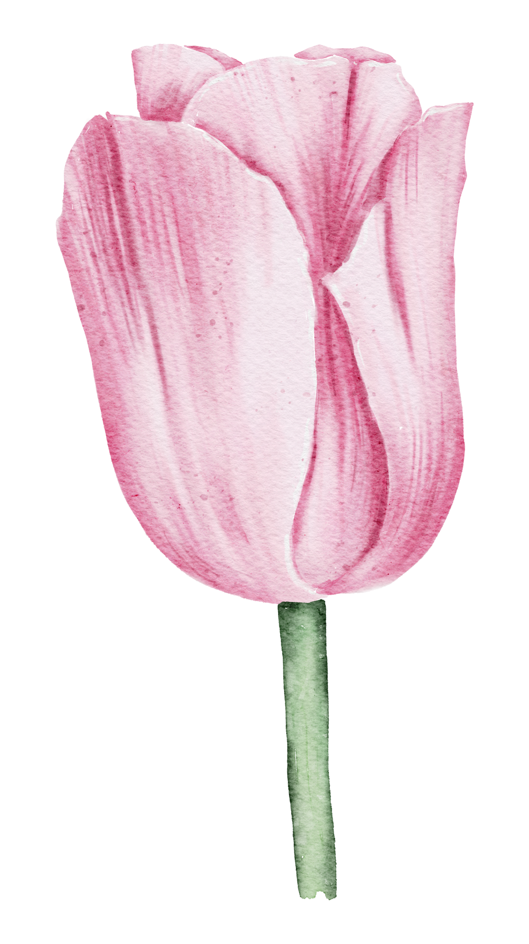 Tulip flower watercolor 10181136 PNG