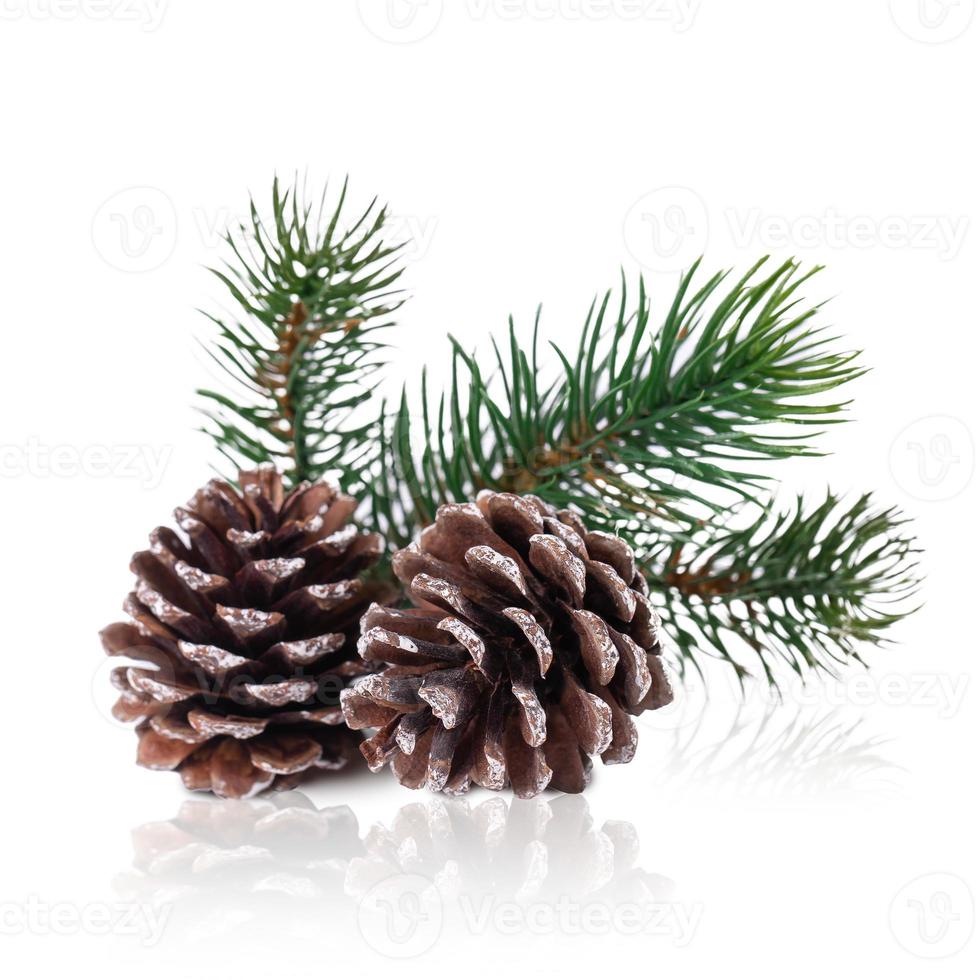 Two pine cones with branch on a white background. photo
