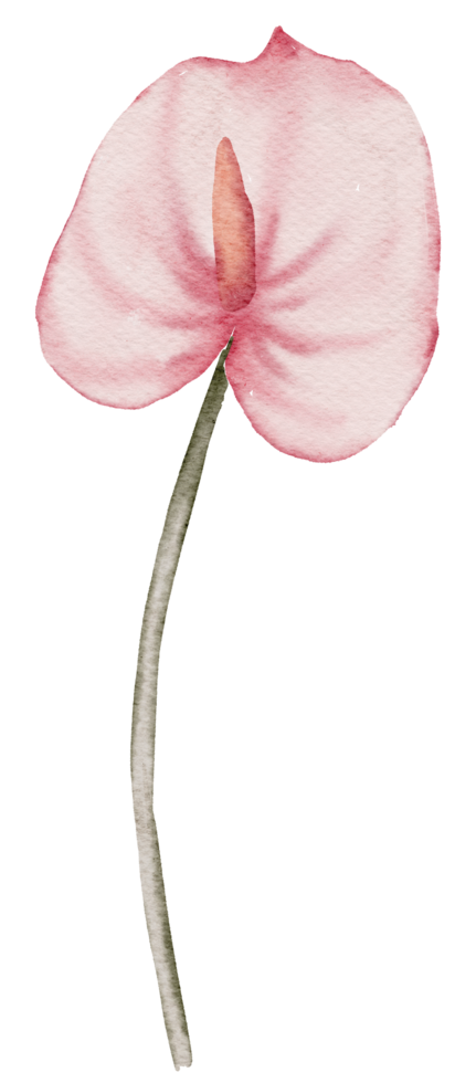 élément de fleur fleur de mariage aquarelle png