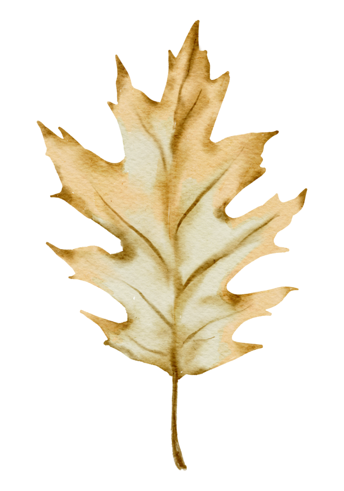 Autumn Leaf  watercolor png