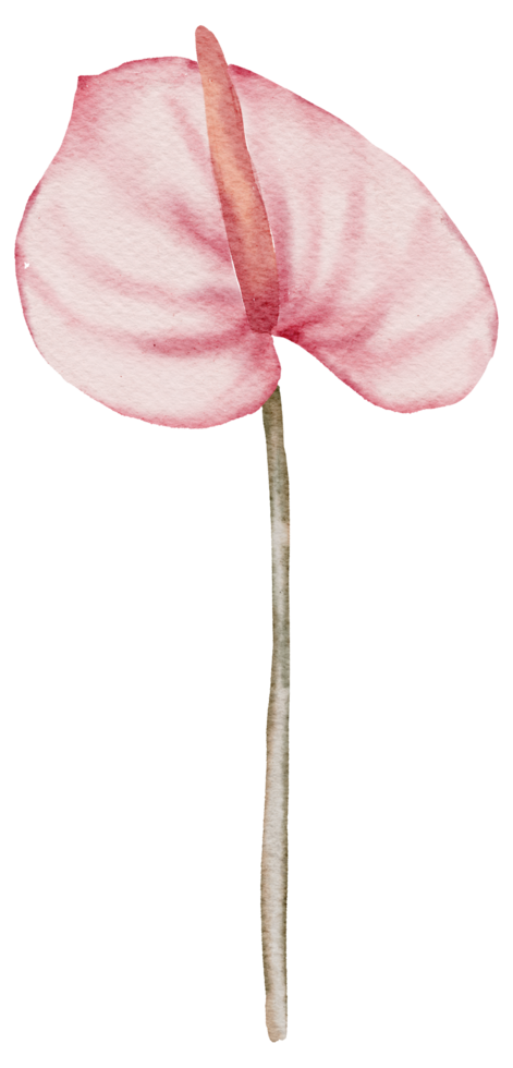 bloem element aquarel bruiloft bloem png