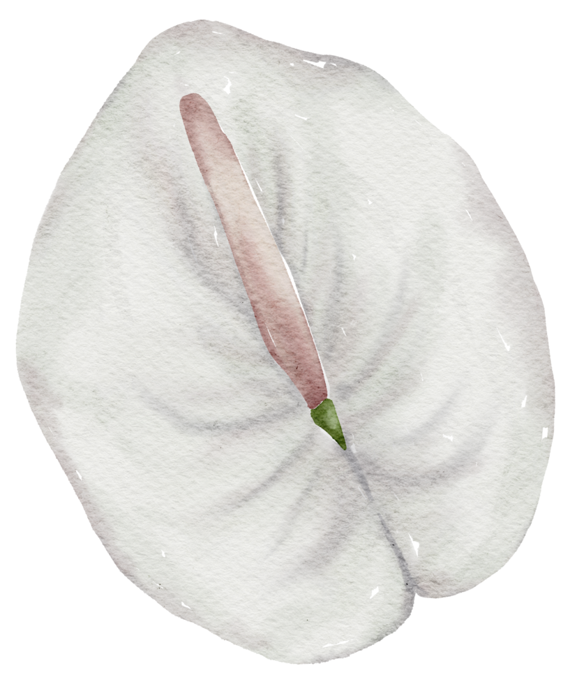 acuarela de flor blanca png