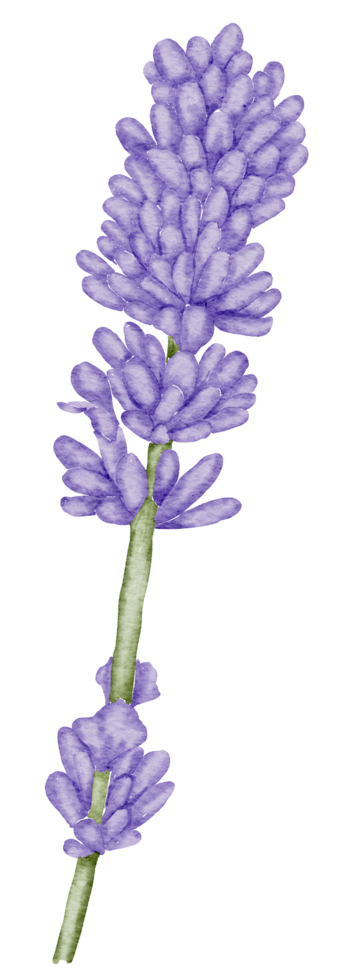 élément de fleur fleur de mariage aquarelle png