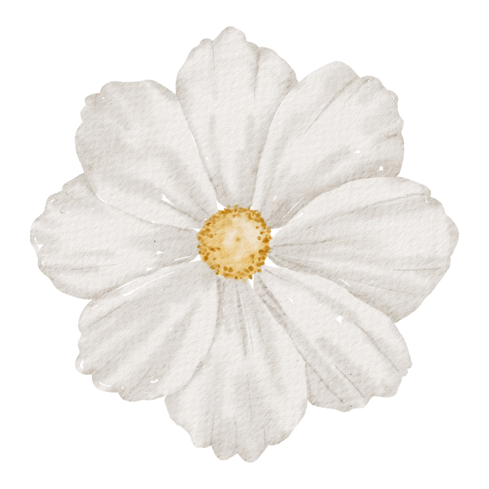 White flower watercolor 10187410 PNG