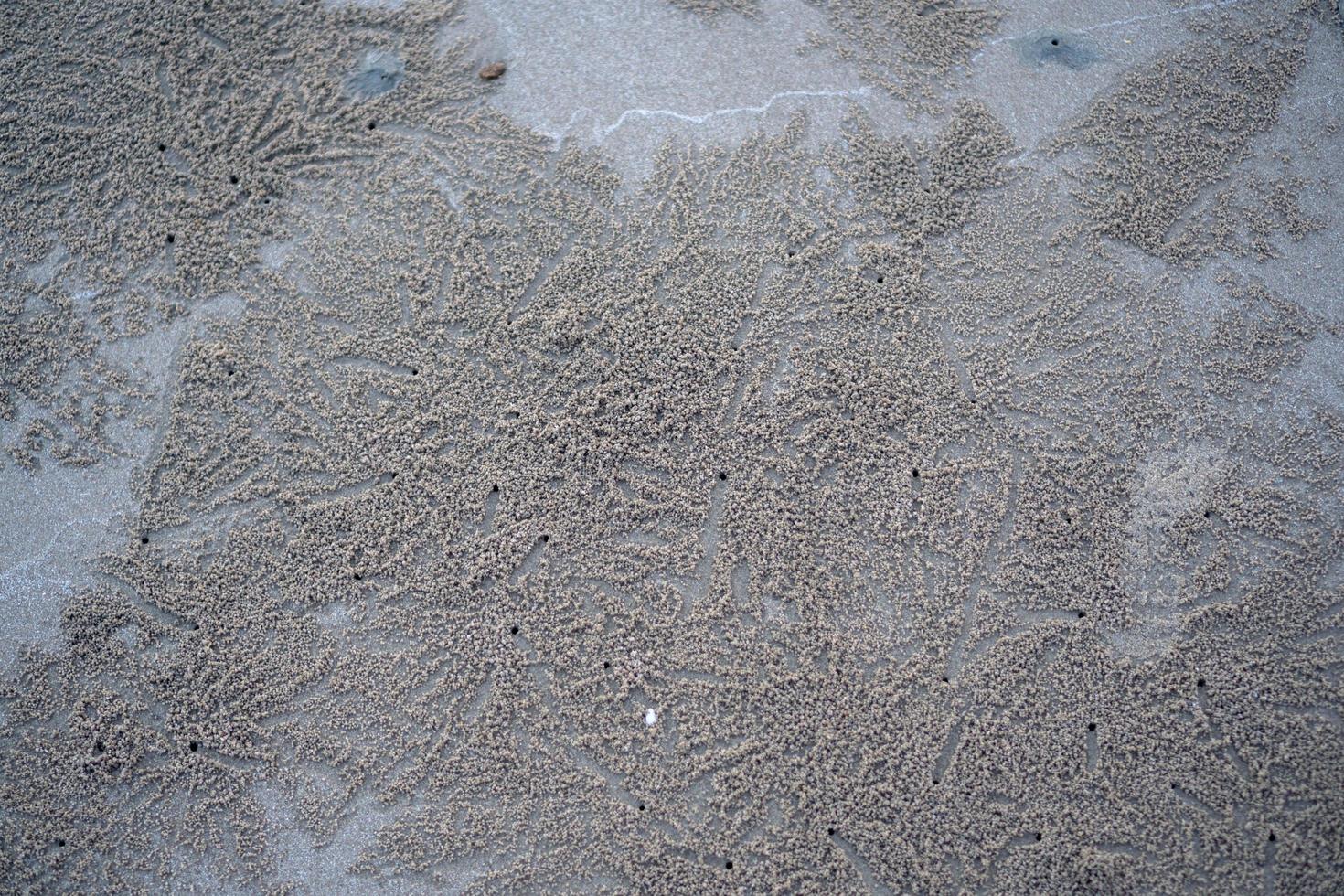 The floating groove of the habitat of Horn-eyed ghost crab or Ocypode on the white sand by the sea photo