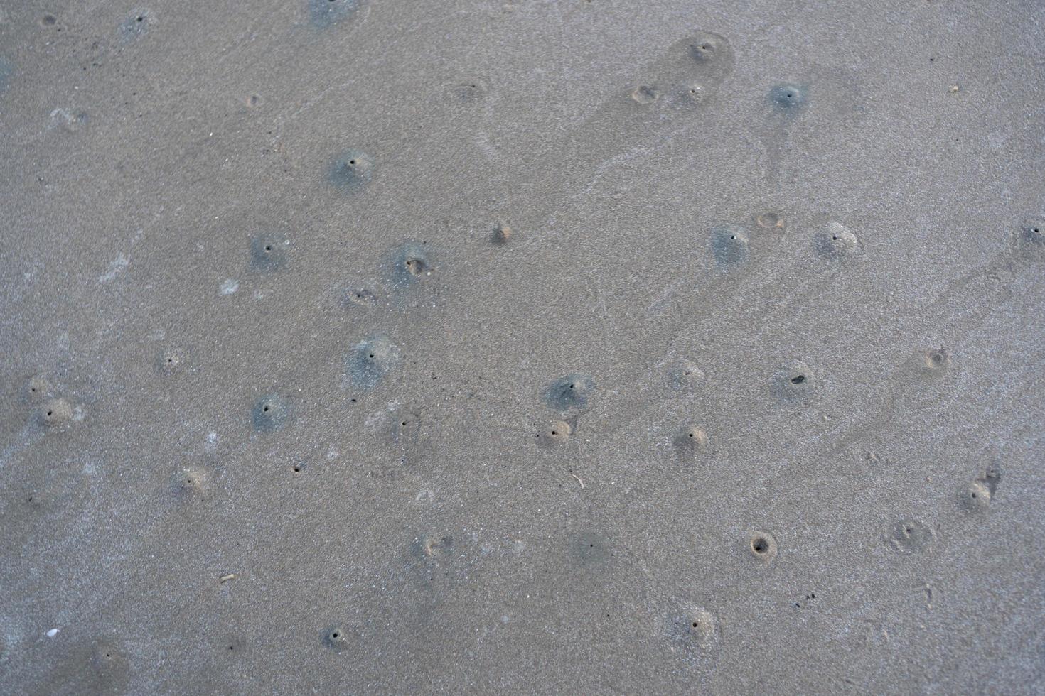 The floating groove of the habitat of Horn-eyed ghost crab or Ocypode on the white sand by the sea photo