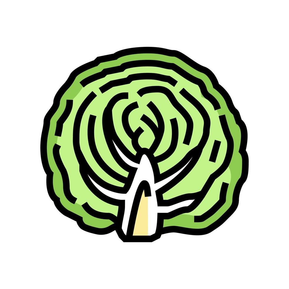 half of cabbage vegetable color icon vector illustration