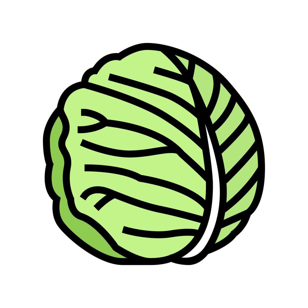 white cabbage color icon vector illustration