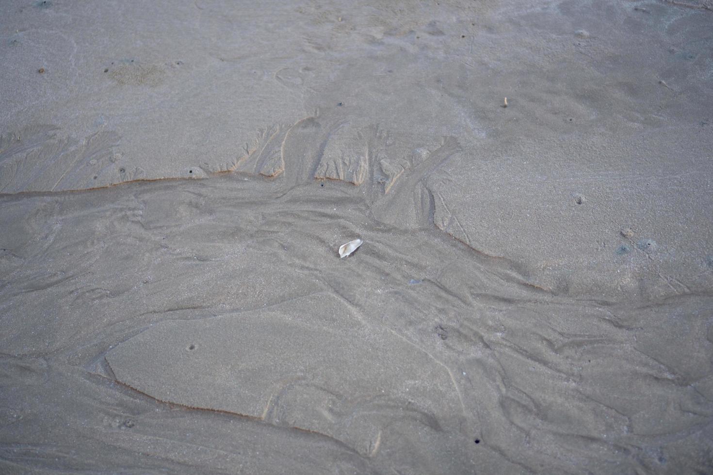 The floating groove of the habitat of Horn-eyed ghost crab or Ocypode on the white sand by the sea photo