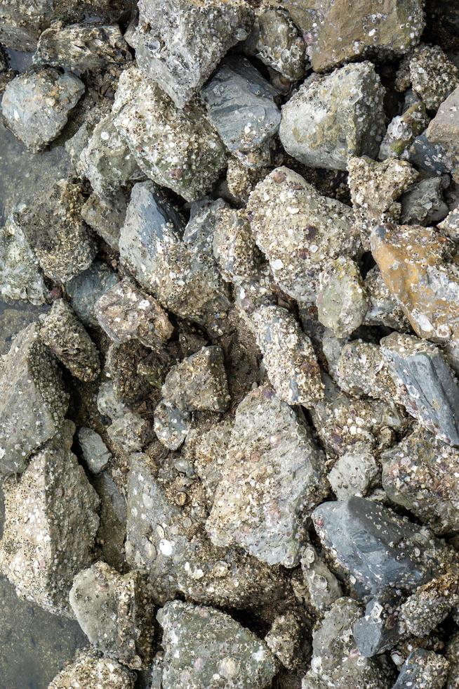 Pile of rocks by the sea There are many small clams attached and embedded. photo