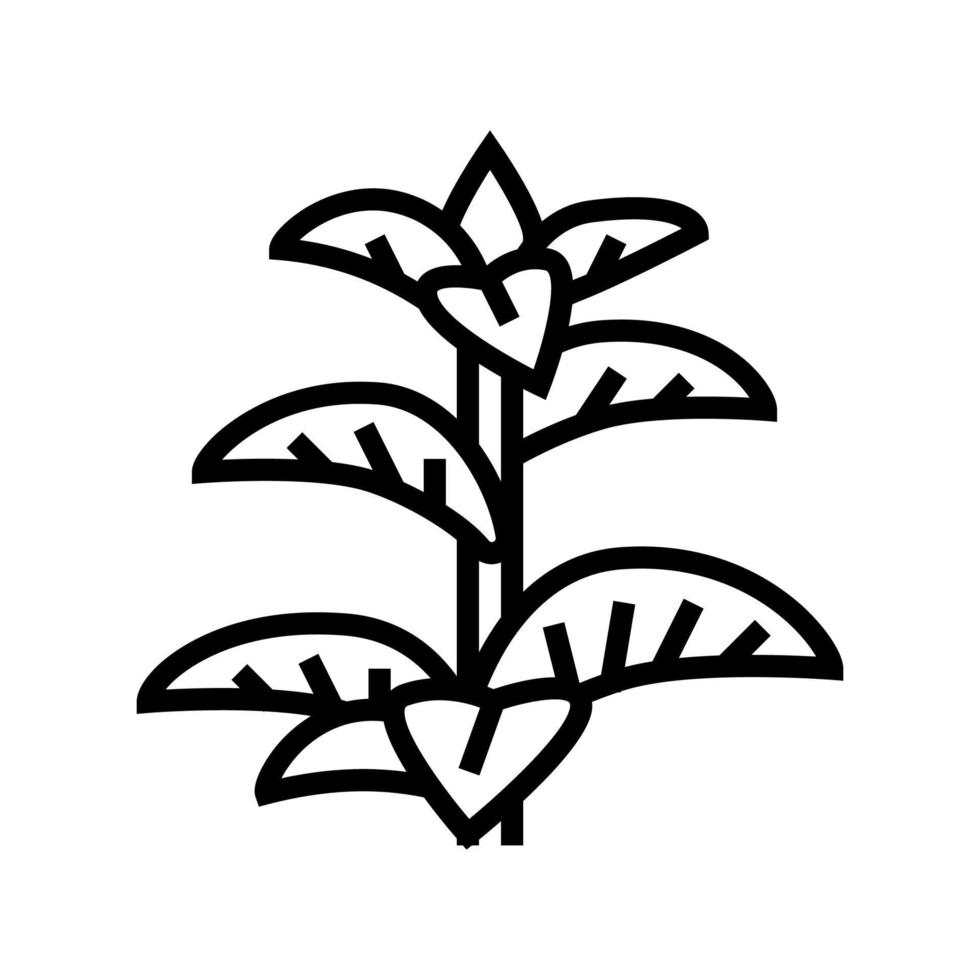 ilustración de vector de icono de línea de hierba de menta