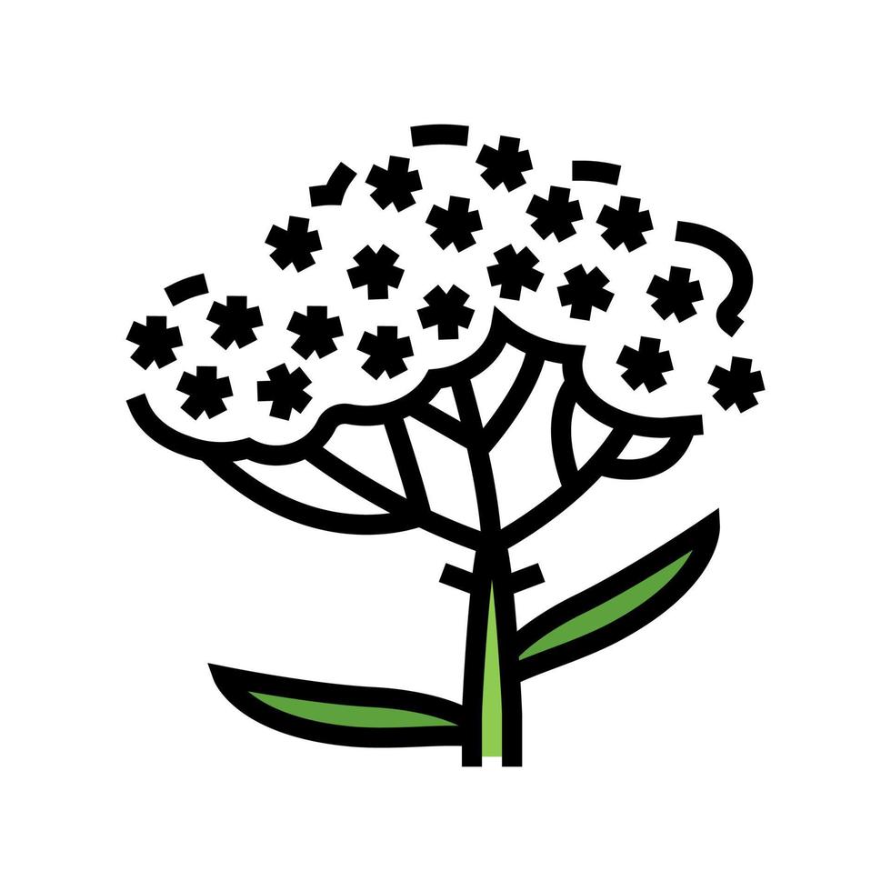 yarrow plant color icon vector illustration