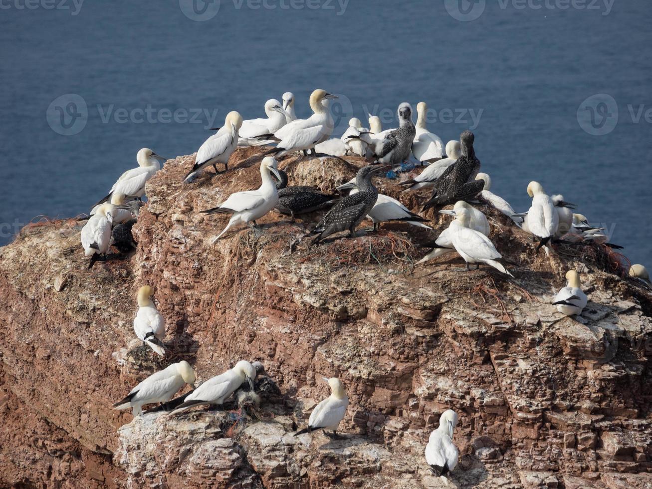 Birds on the island of Helgoland photo