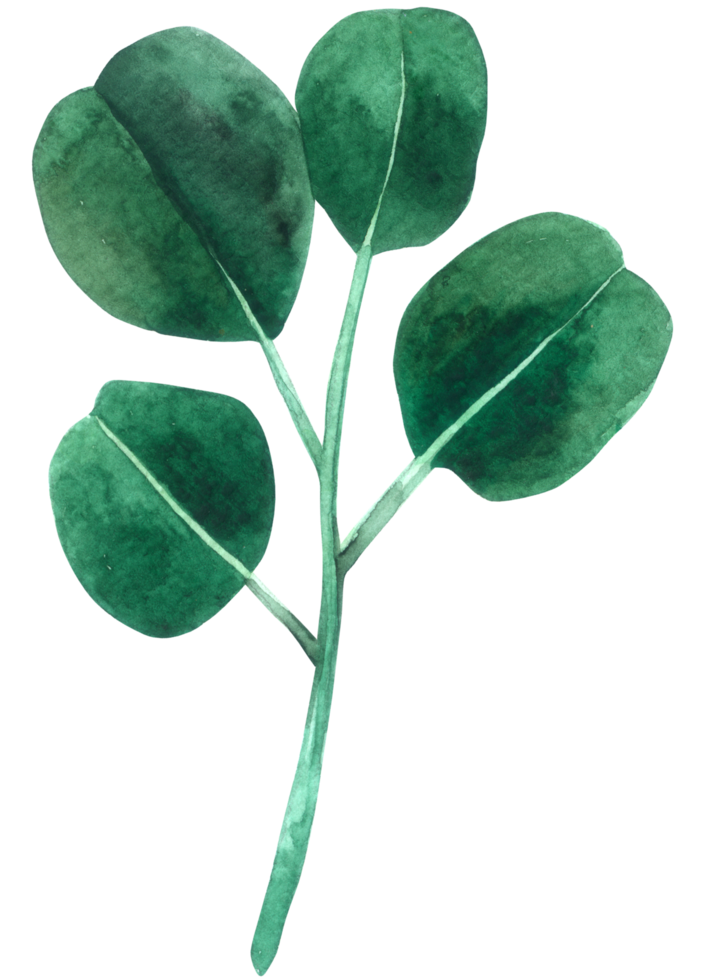 aquarelle élément feuille verte png