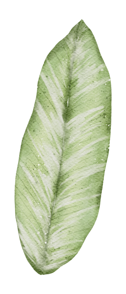 aquarelle élément feuille png