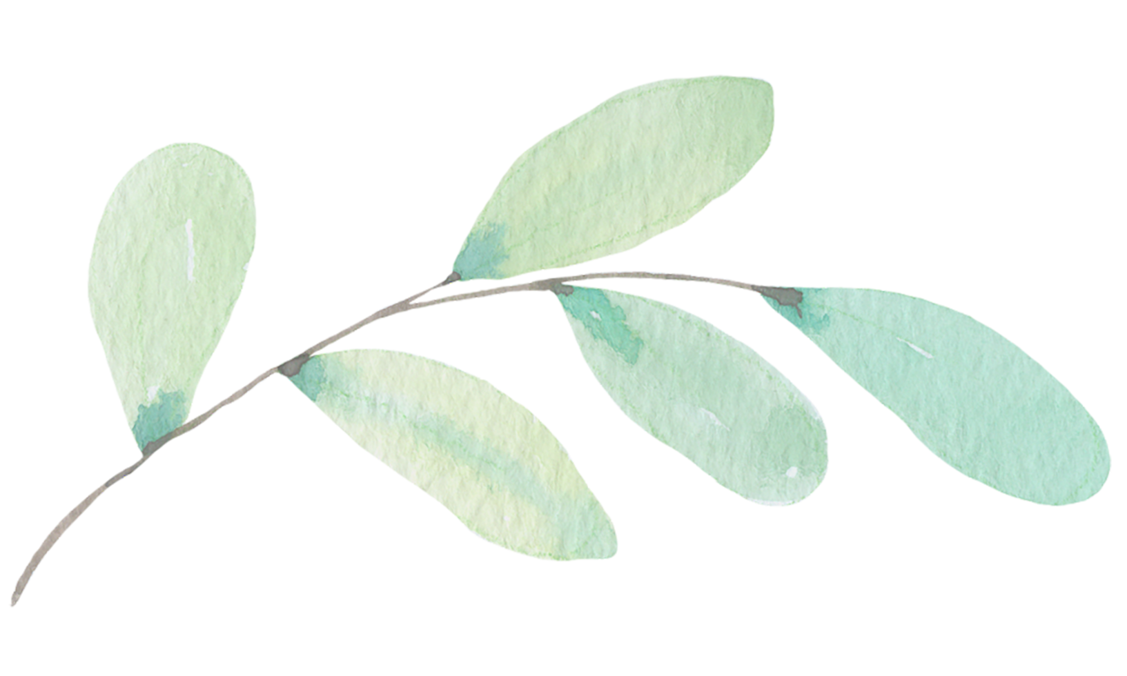 aquarelle élément feuille png