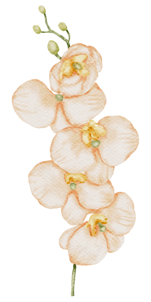 élément de fleur fleur de mariage aquarelle png