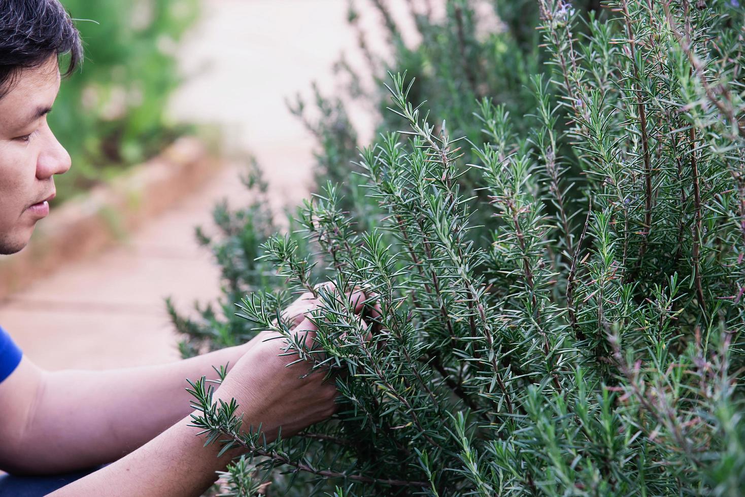 Man in rosemary garden, Chiangmai Thailand photo