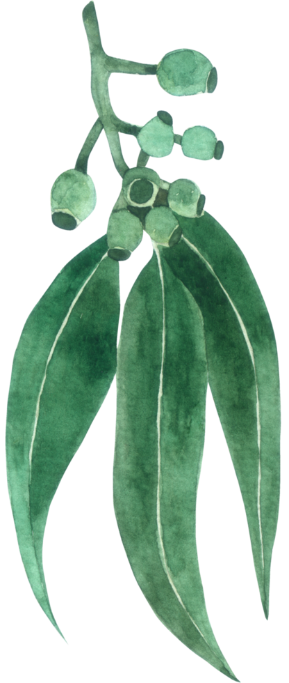 Green Leaf Element watercolor png