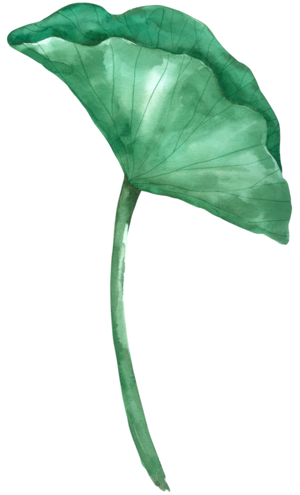 lotus akvarell handfärg png