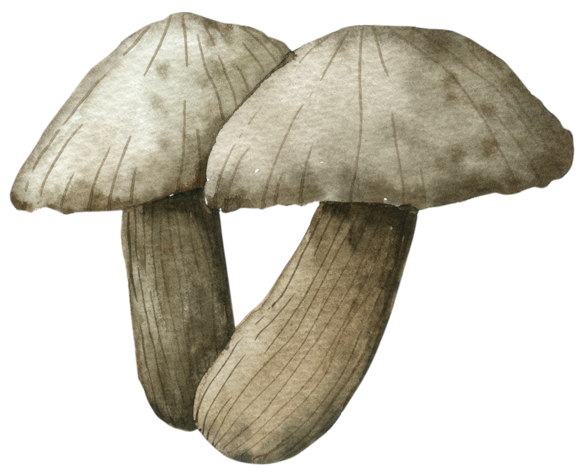 peinture à la main aquarelle aux champignons png