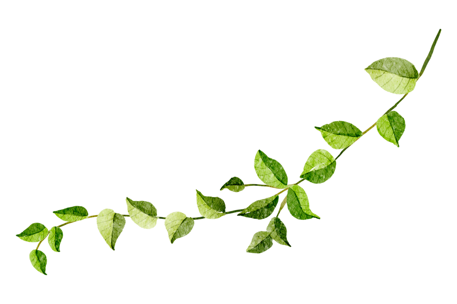 Green Leaf Element watercolor png