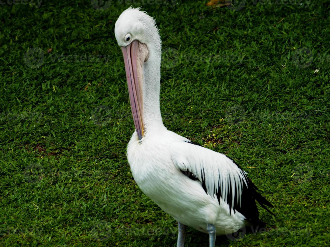Picture of Pelicans, a genus of large water birds that make up the family Pelecanidae photo