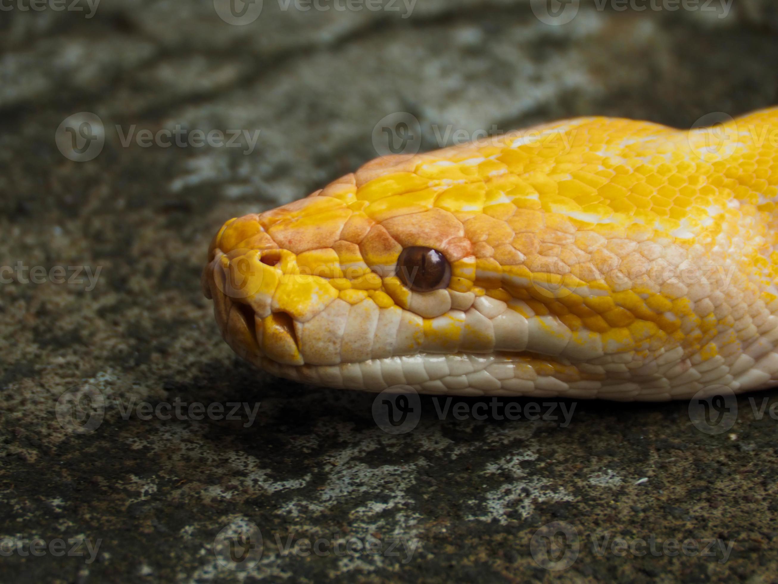 Picture of a albino Python snake head on a park 10191163 Stock Photo at ...