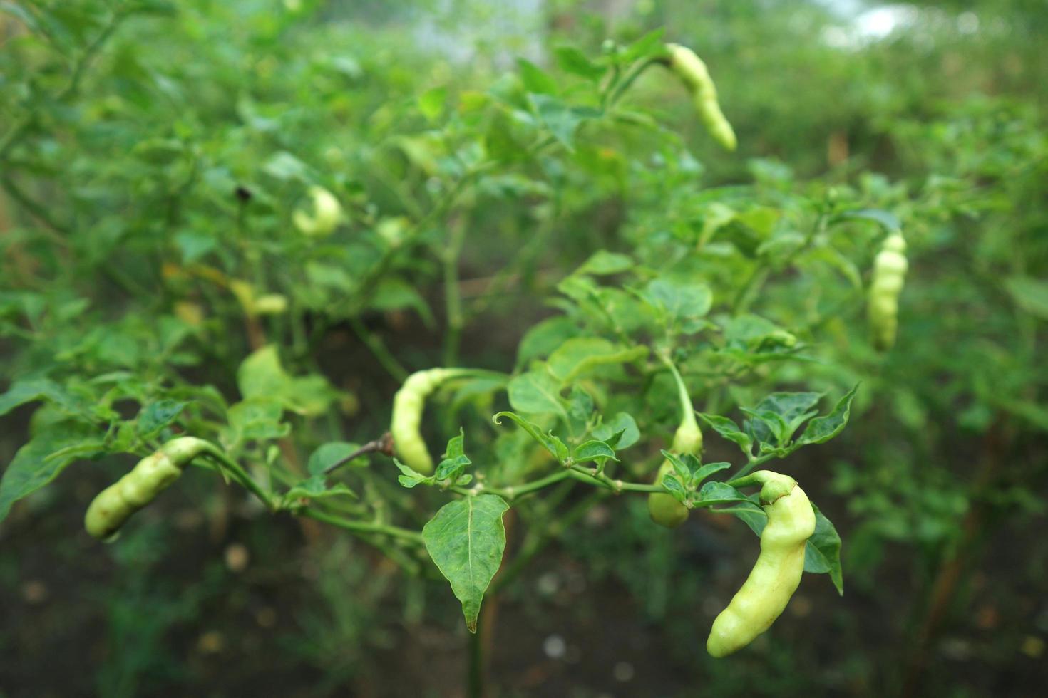 Hot chili peppers growing plant. Red and green Chile peppers plant photo