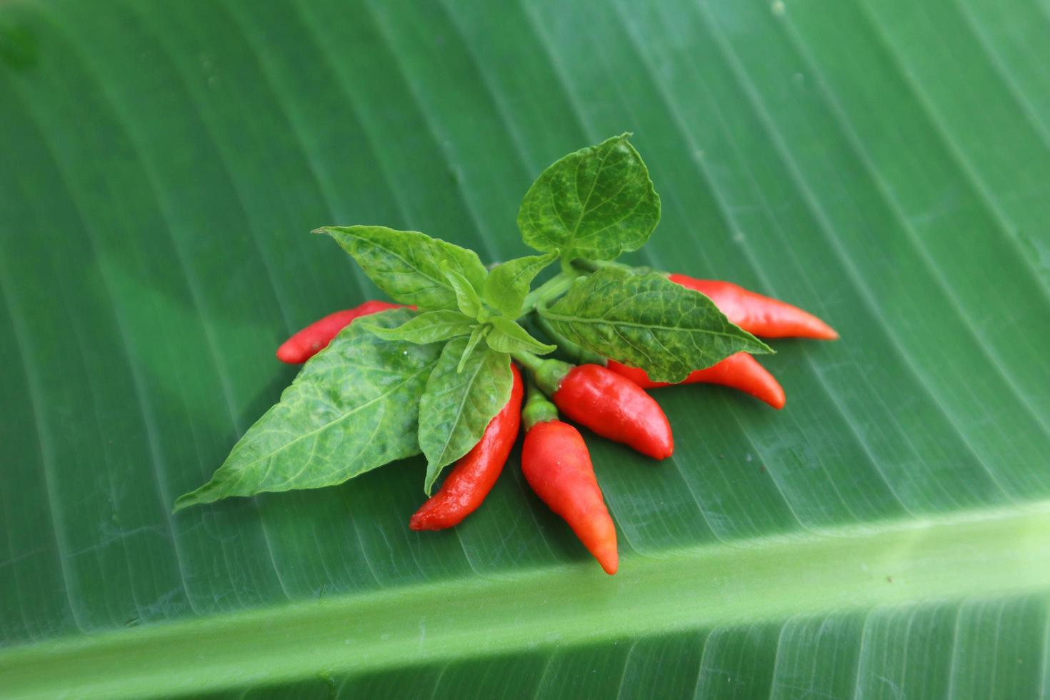 Hot chili peppers isolated on banana leaf. Red and green Chile peppers plant photo