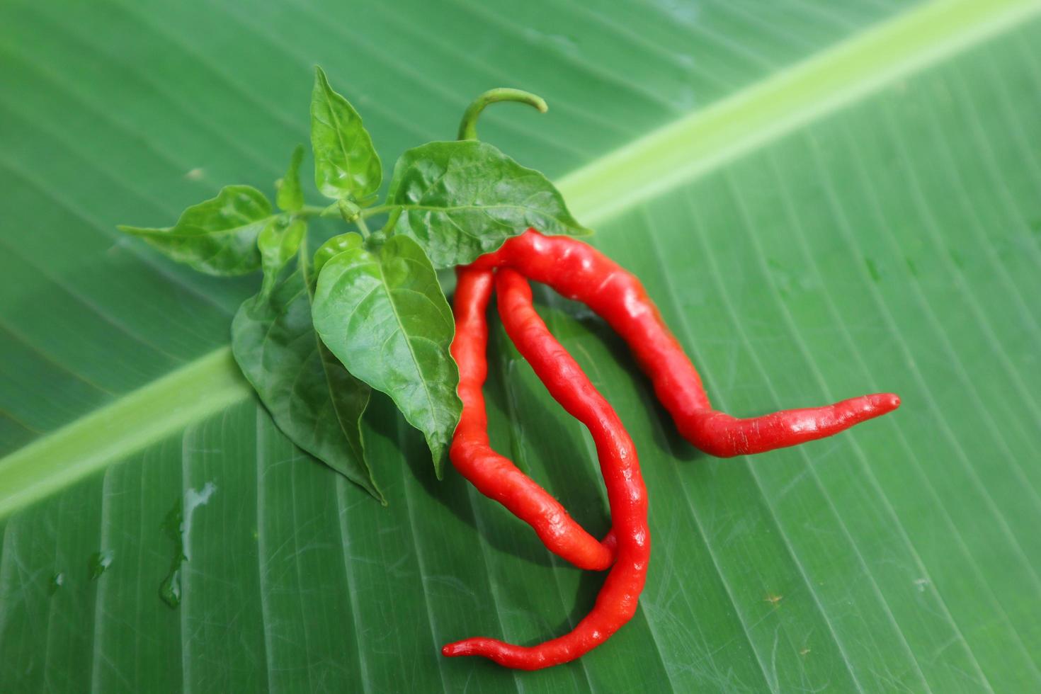 Hot chili peppers isolated on banana leaf. Red and green Chile peppers plant photo