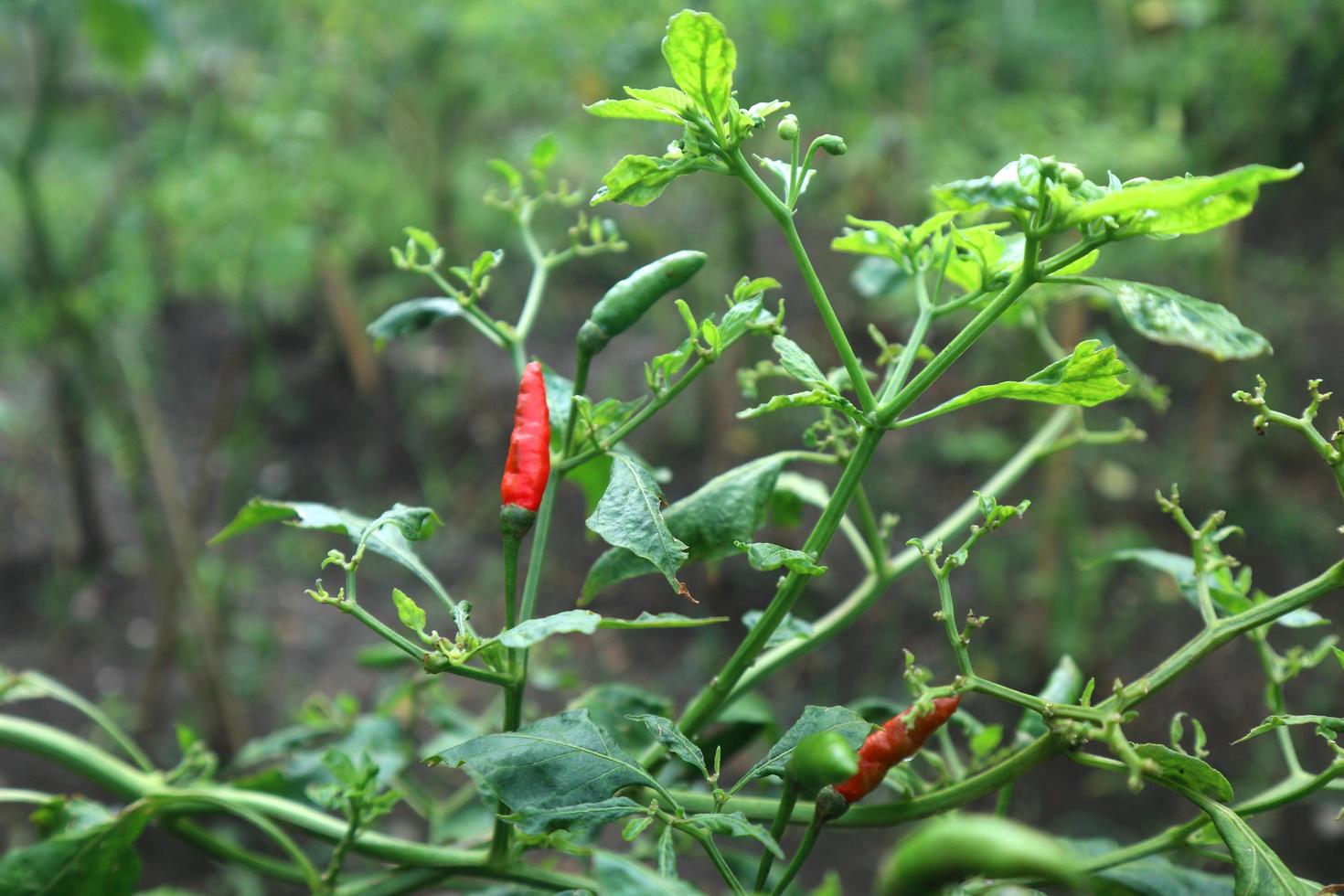 Hot chili peppers growing plant. Red and green Chile peppers plant photo