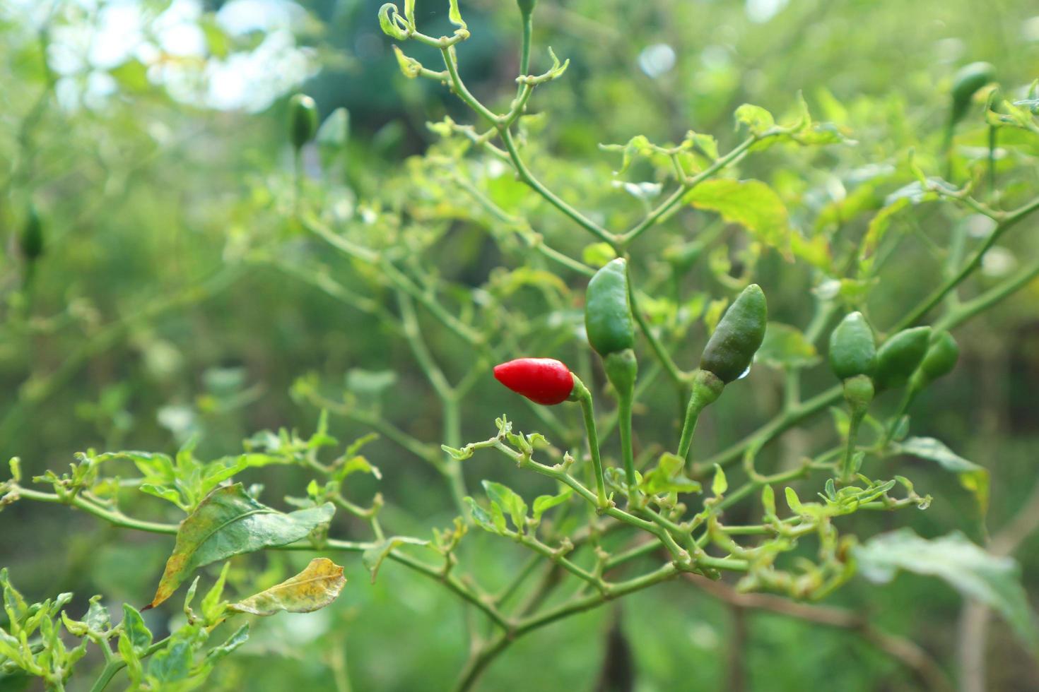 Hot chili peppers growing plant. Red and green Chile peppers plant photo