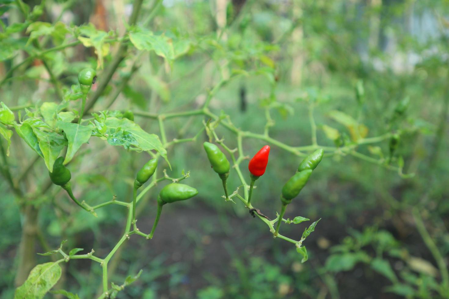 Hot chili peppers growing plant. Red and green Chile peppers plant photo