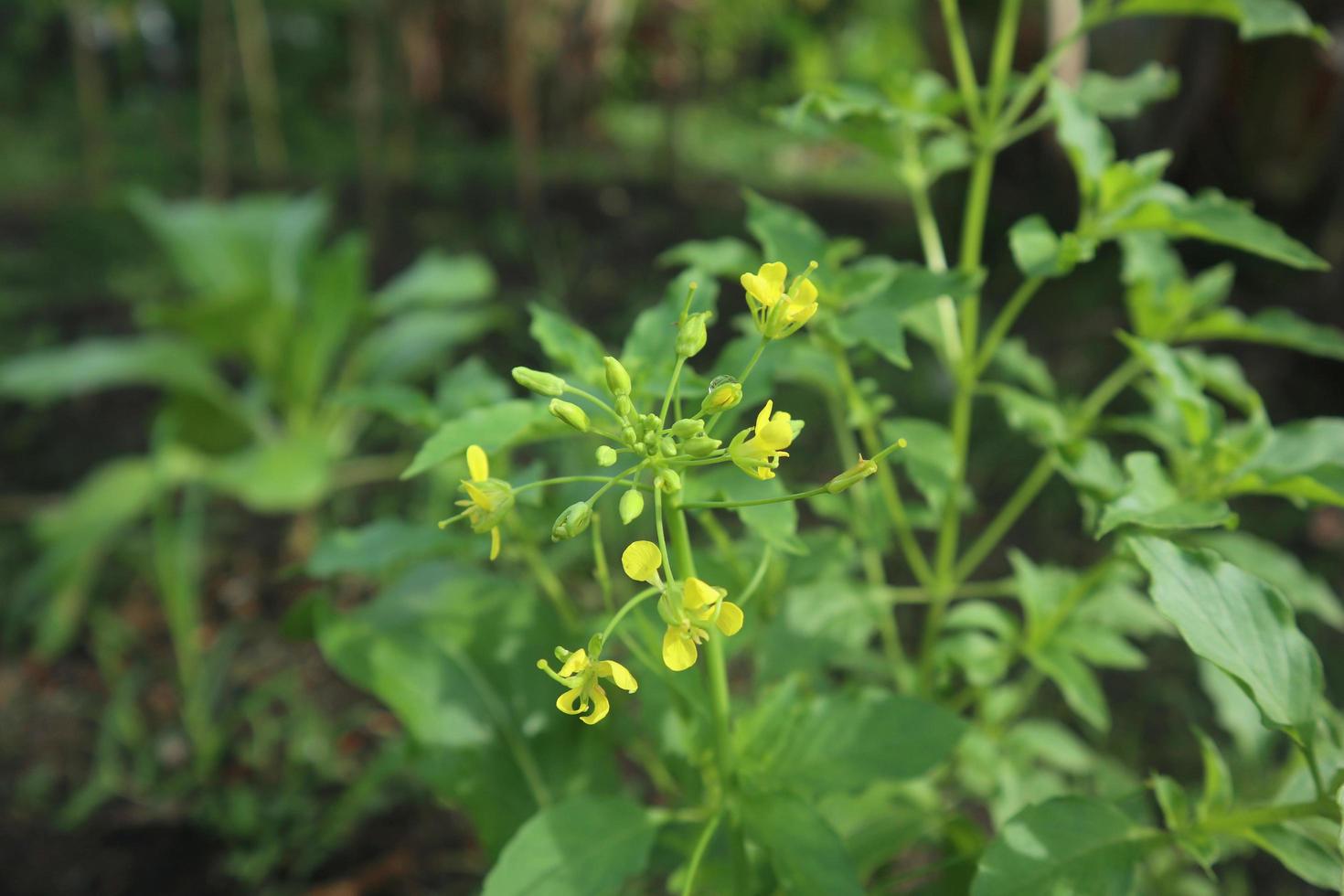 A Yellow Plant on a Field that Grows in the Fall. Photo a Common Field Weed, Field Mustard