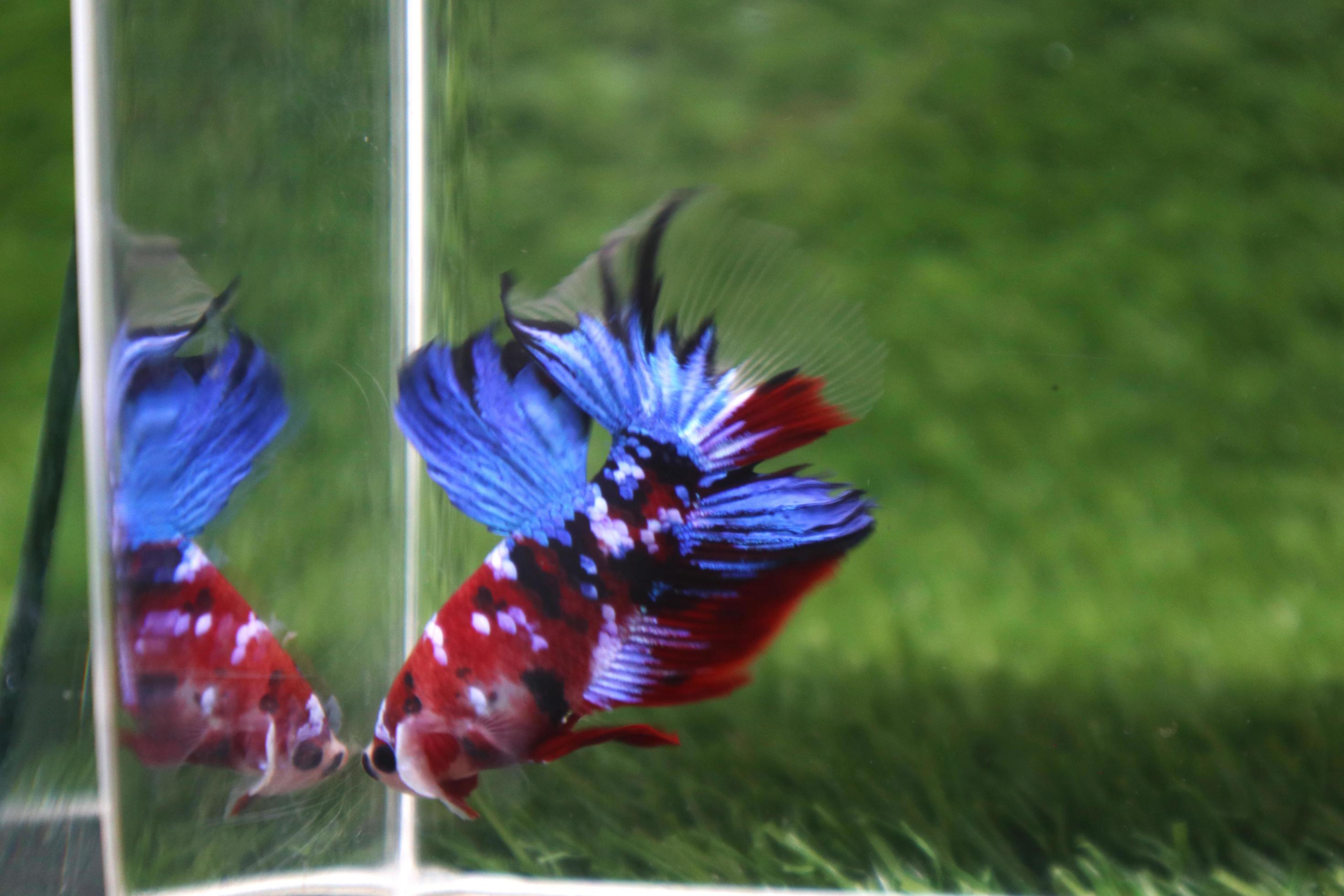 Betta Fish picture The Beautiful, and Very Popular, Siamese Fighting Fish 10191374 Stock Photo