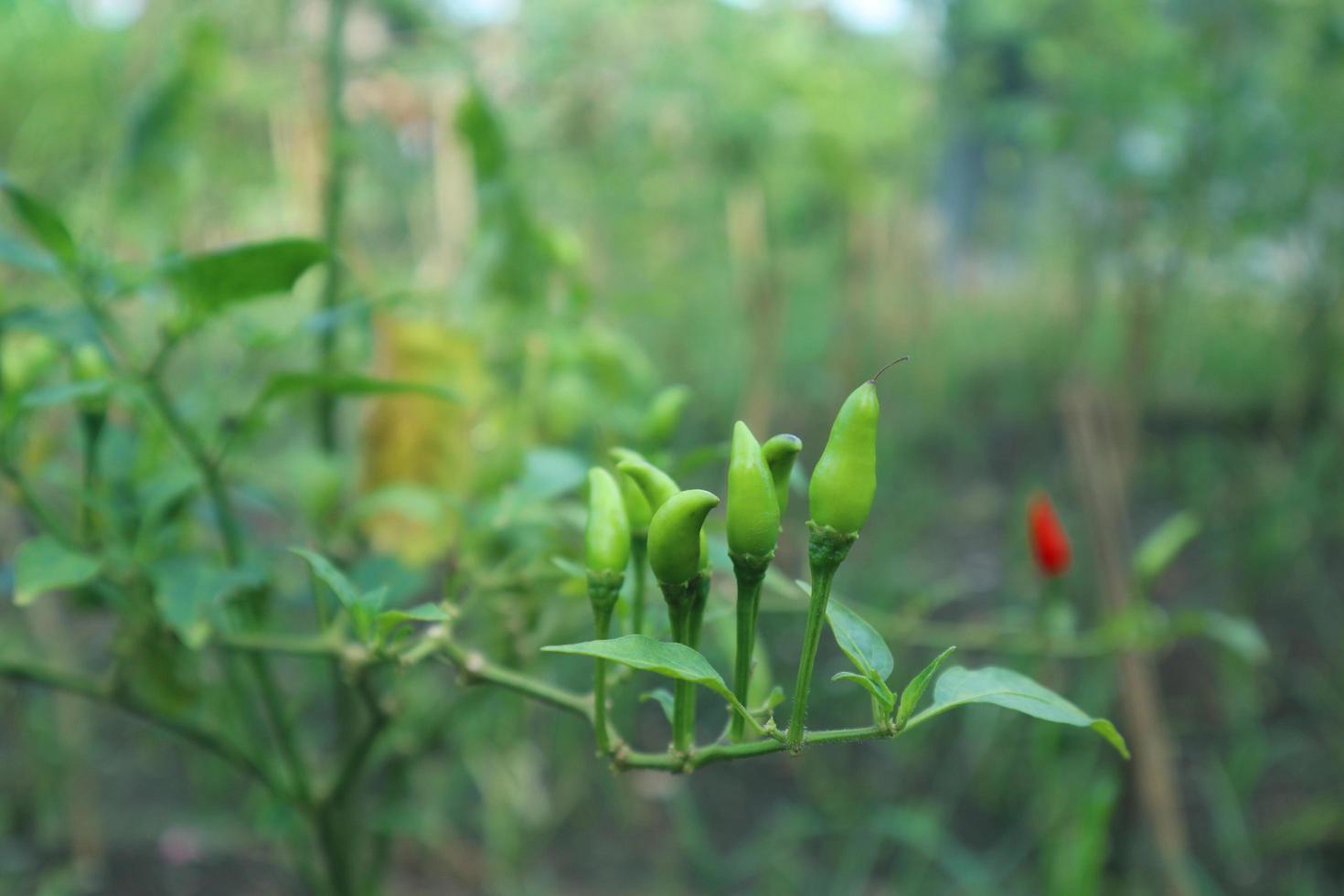 Hot chili peppers growing plant. Red and green Chile peppers plant photo