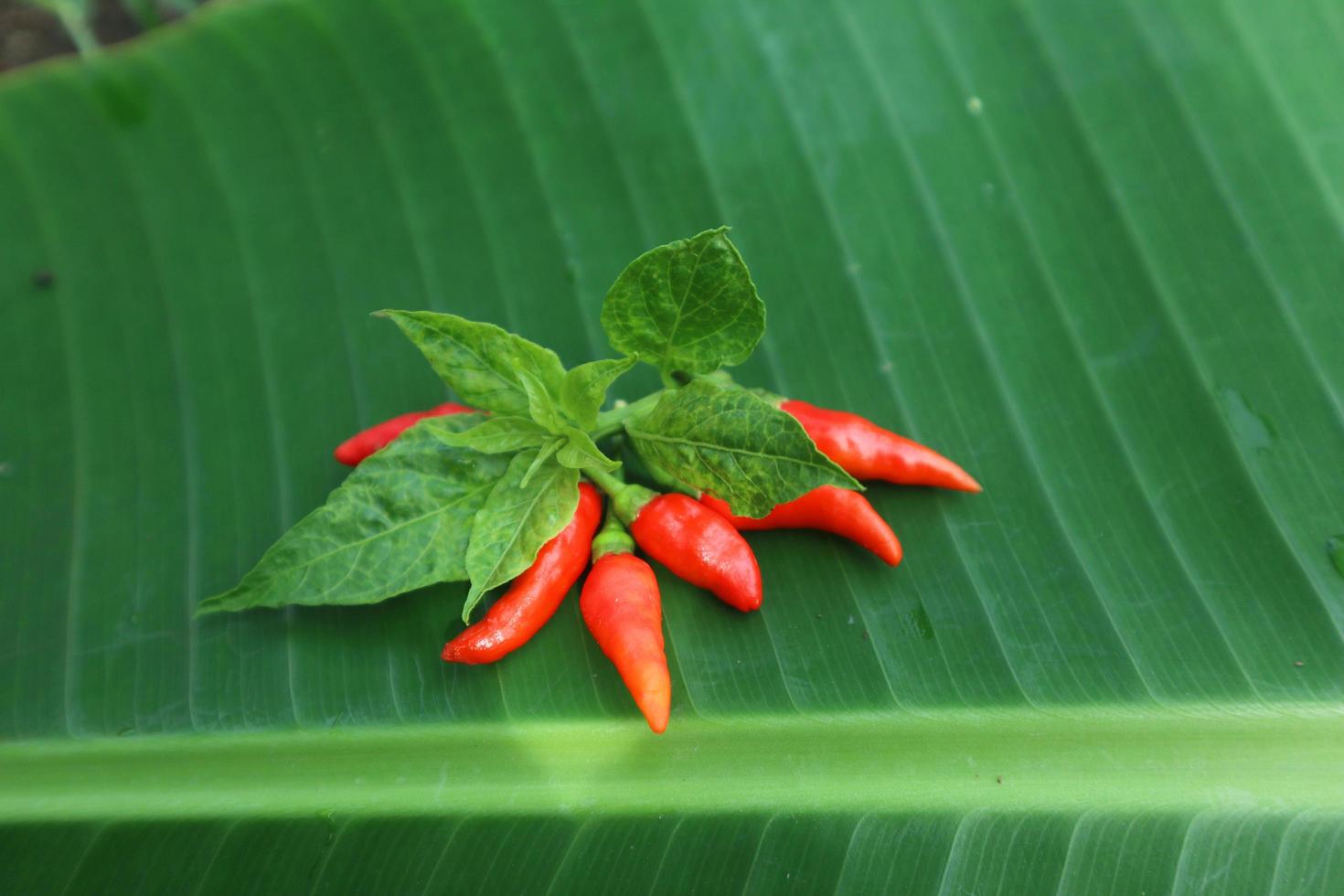 Hot chili peppers isolated on banana leaf. Red and green Chile peppers plant photo